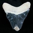 Bargain Bone Valley Megalodon Tooth #4195-1
